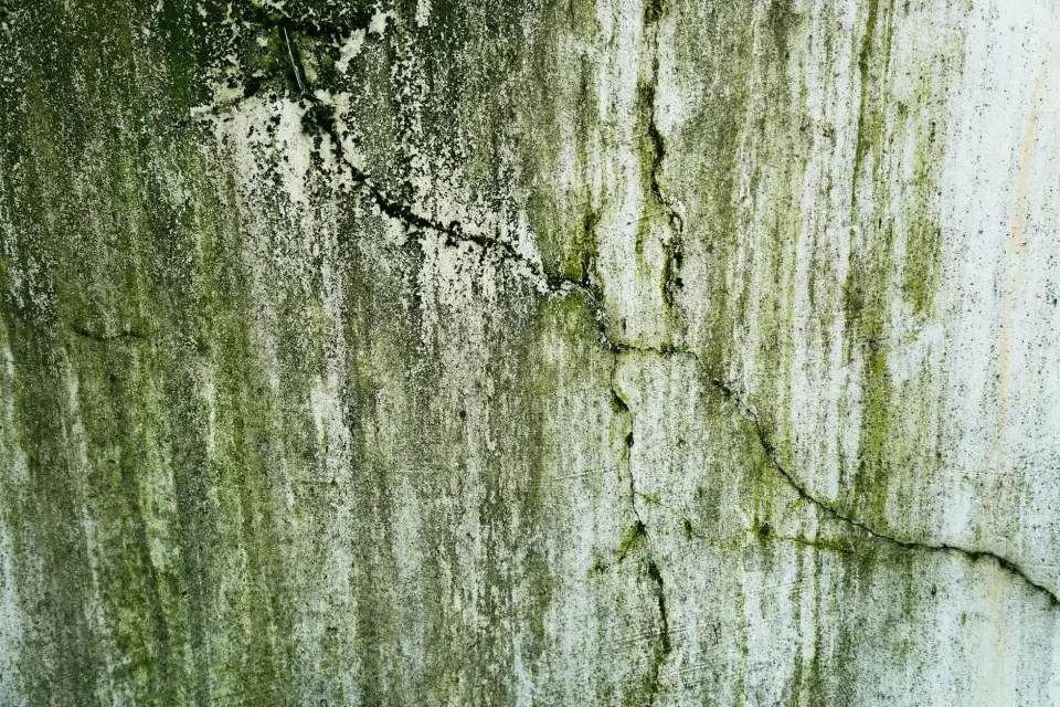 Our Roots in South Louisiana